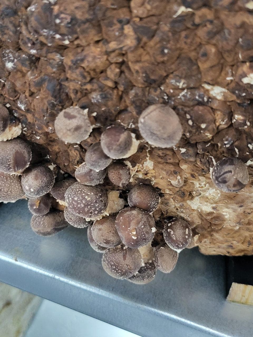 Premium mushroom event catering